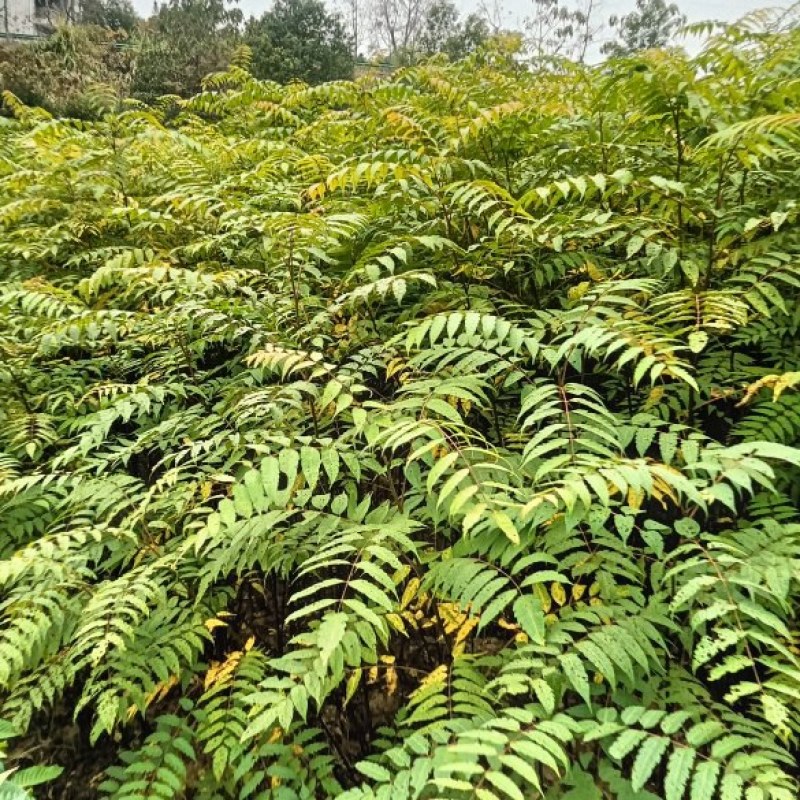 酸枣裸根苗