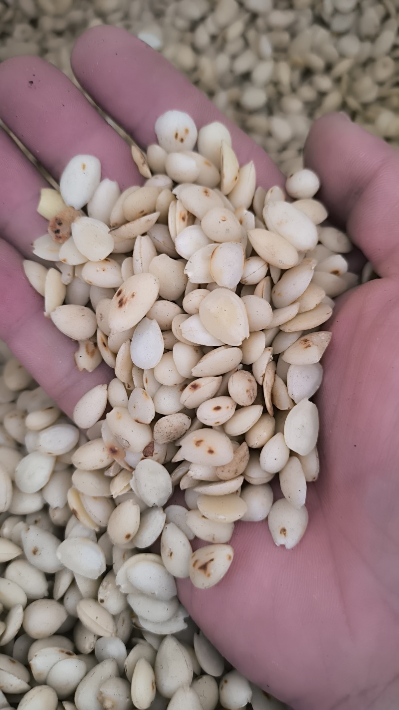 桃仁山桃仁批发各种规格中药材质量保证量大从优