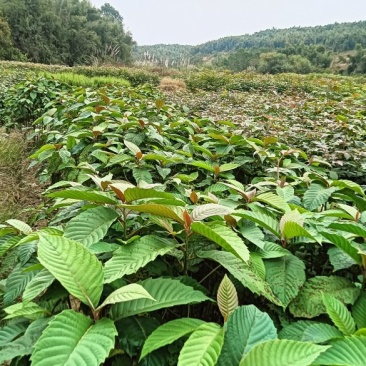 喜树裸根苗