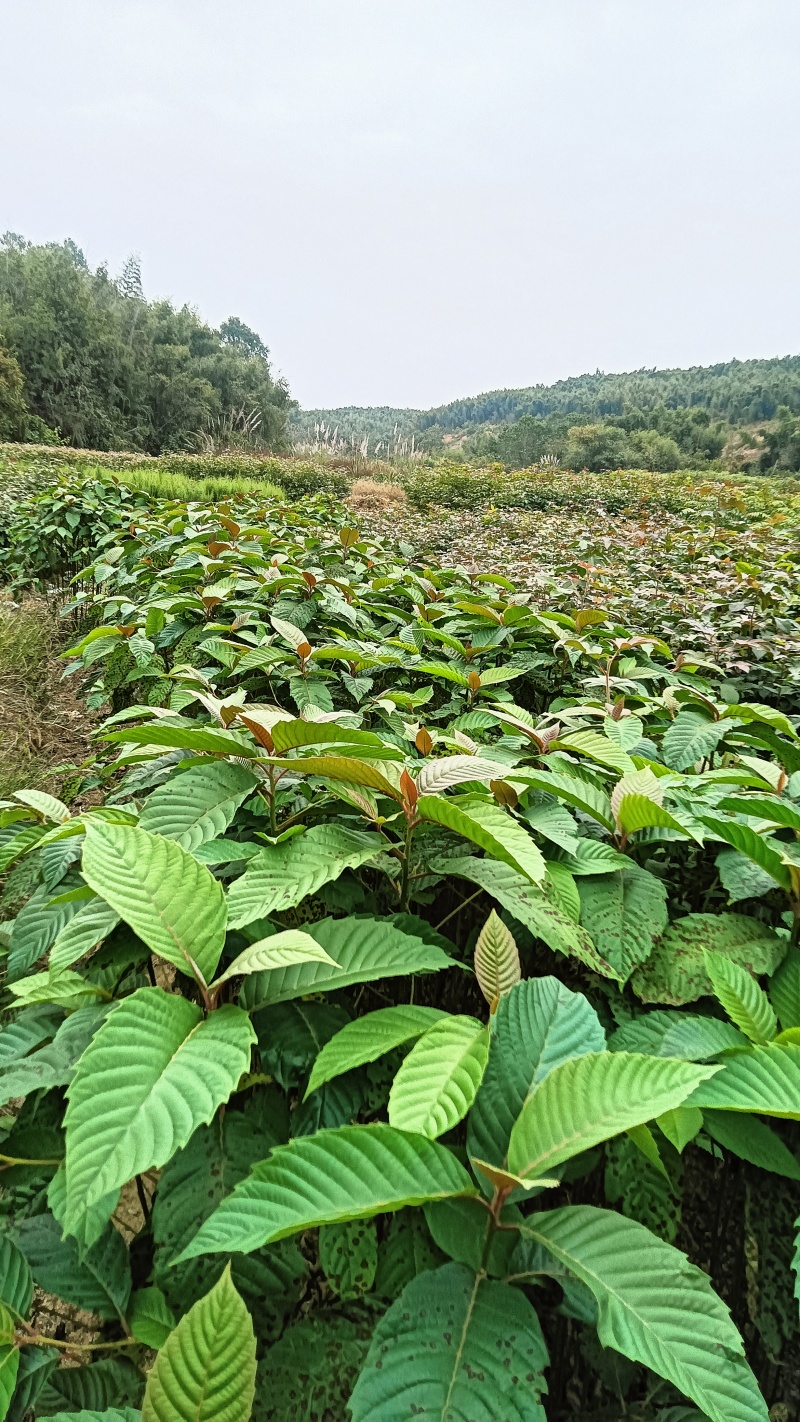 喜树裸根苗