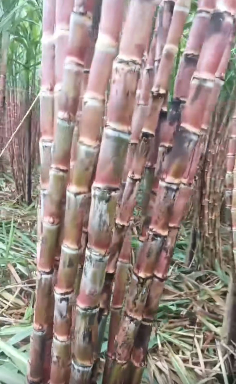 云南脆皮甘蔗