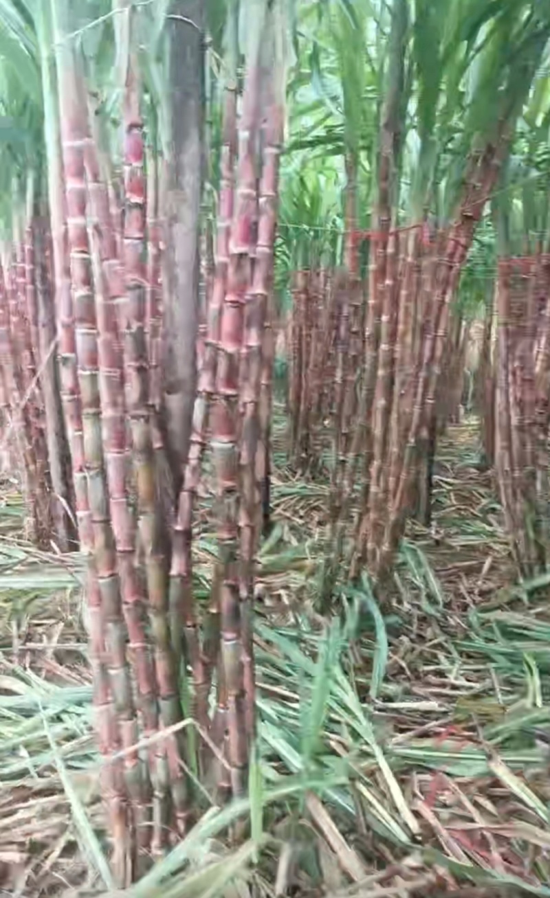 云南脆皮甘蔗