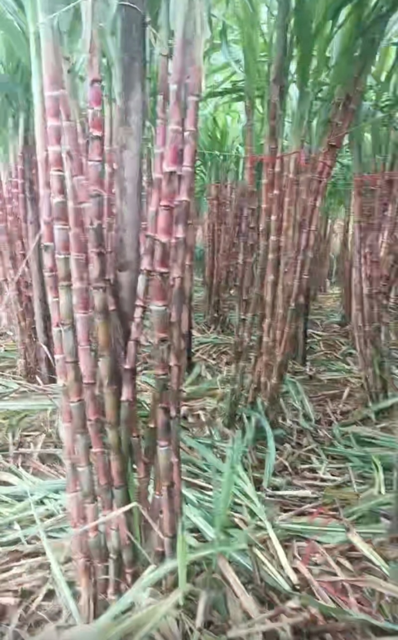 云南脆皮甘蔗