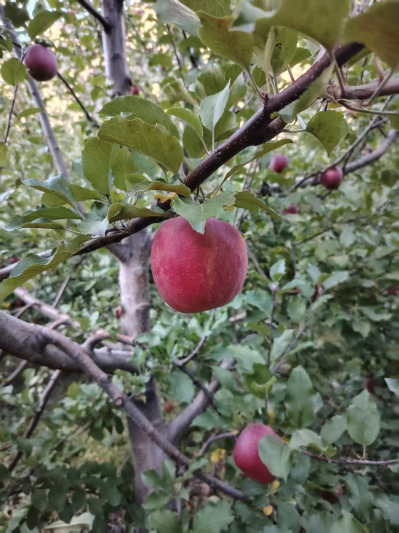 小金糖心红富士苹果