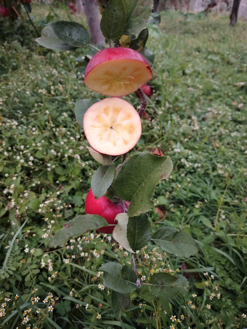 小金糖心红富士苹果
