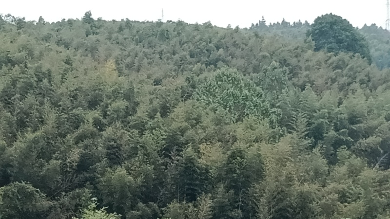 雷竹种苗