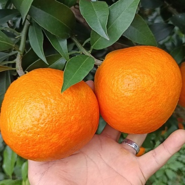 水果