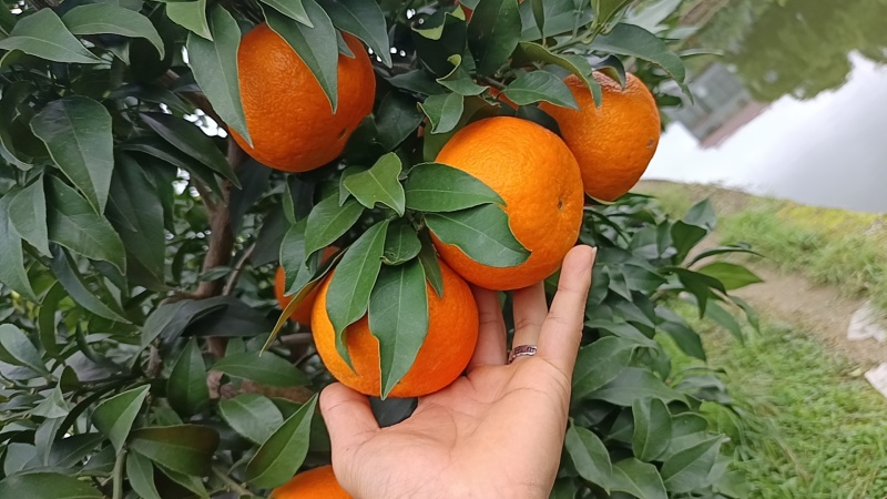 水果