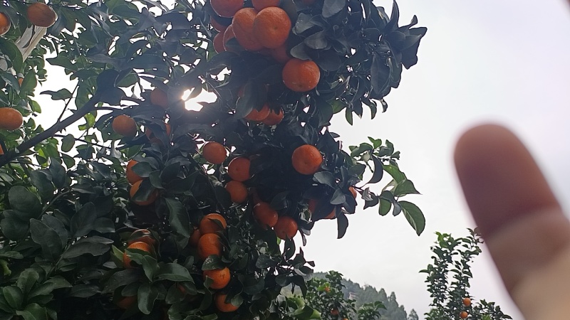水果