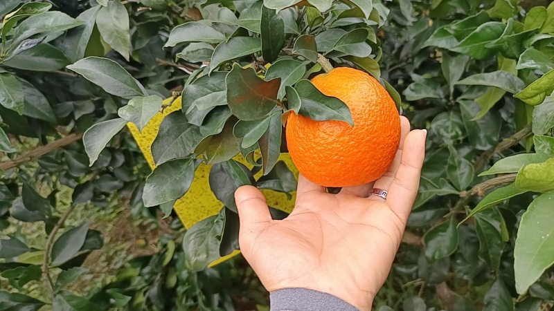 水果