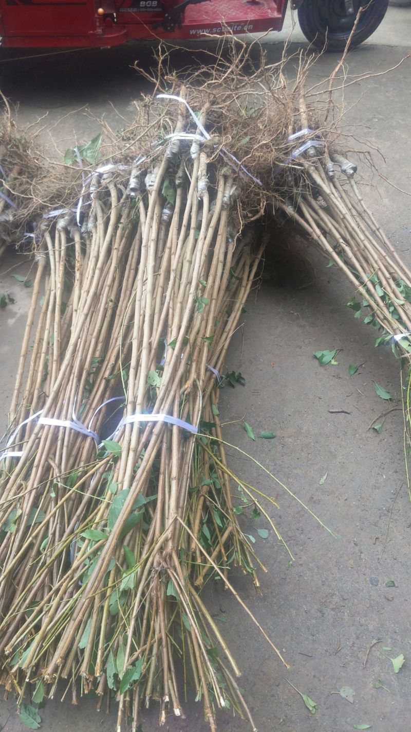 青脆李李子树苗包技术包活保品种，死苗包赔现挖现发基地直发