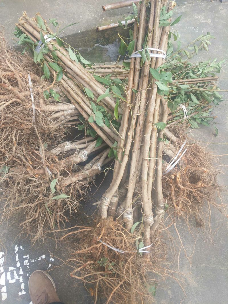 青脆李李子树苗包技术包活保品种，死苗包赔现挖现发基地直发