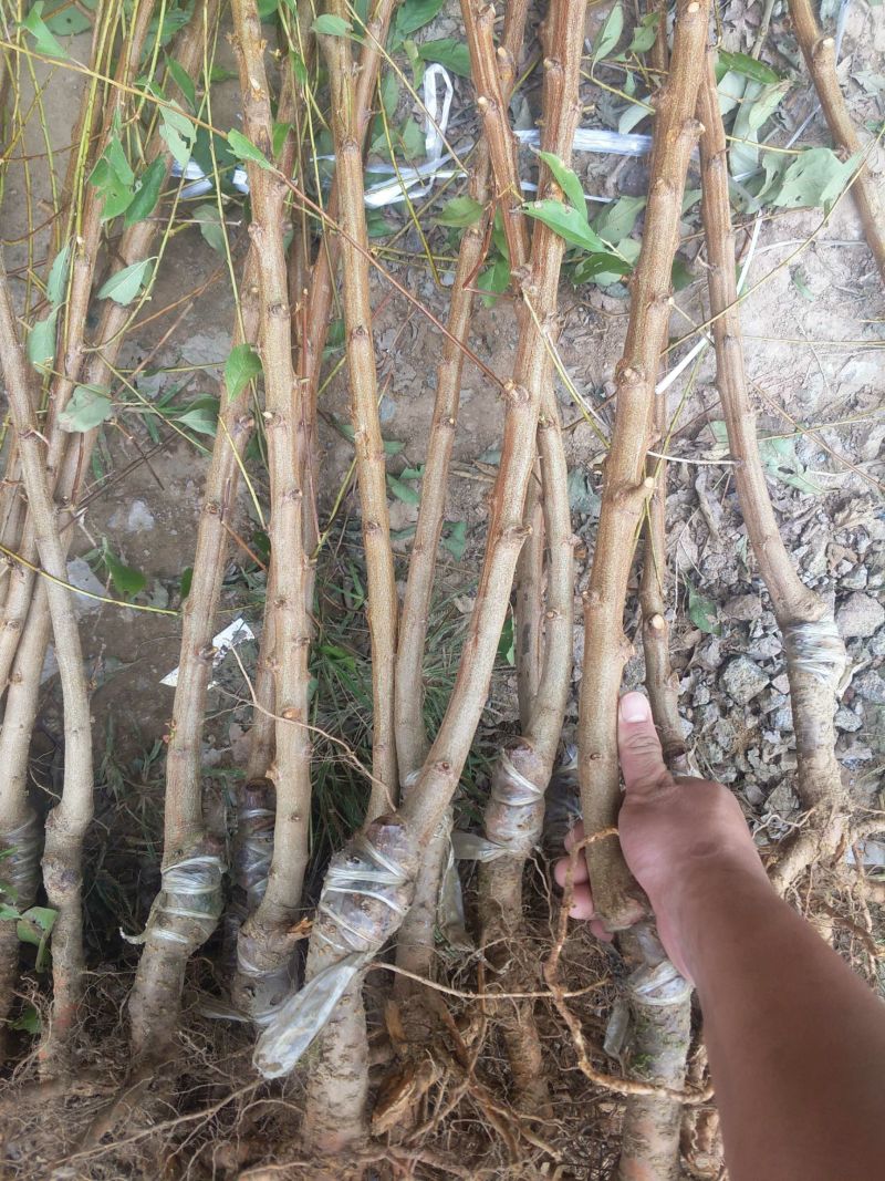青脆李李子树苗包技术包活保品种，死苗包赔现挖现发基地直发