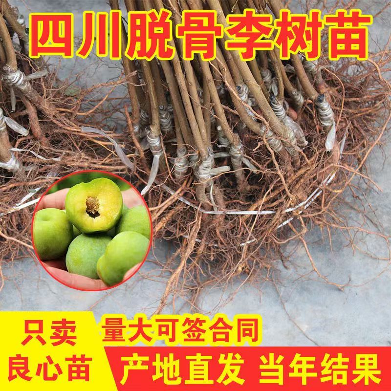 青脆李李子树苗包技术包活保品种，死苗包赔现挖现发基地直发