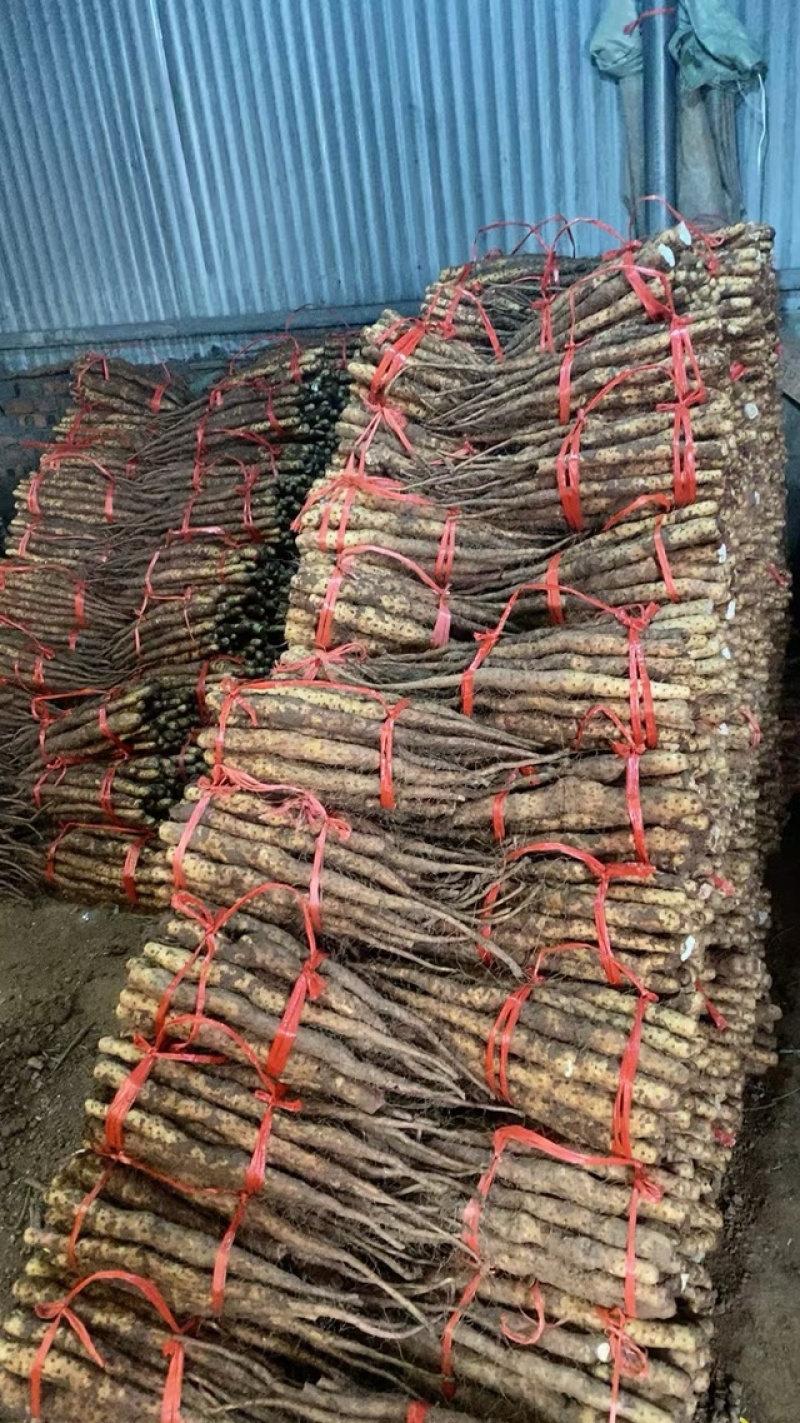 铁棍山药温县泸土正宗的山药