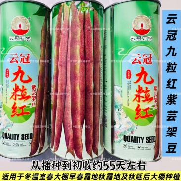 云冠九粒红紫芸架豆种子蔓生荚嫩无纤维肉厚抗病强产量高春秋