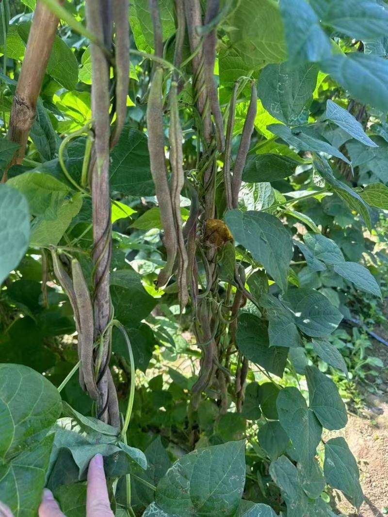 云冠九粒红紫芸架豆种子蔓生荚嫩无纤维肉厚抗病强产量高春秋