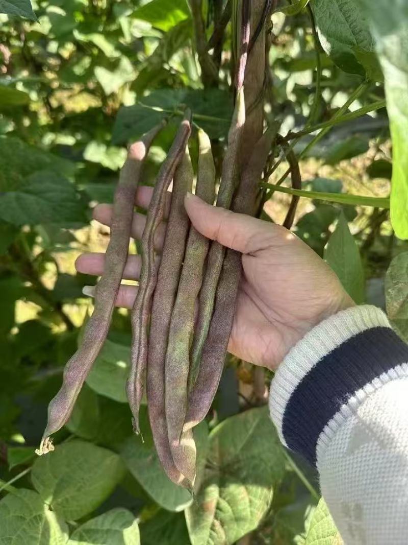 云冠九粒红紫芸架豆种子蔓生荚嫩无纤维肉厚抗病强产量高春秋