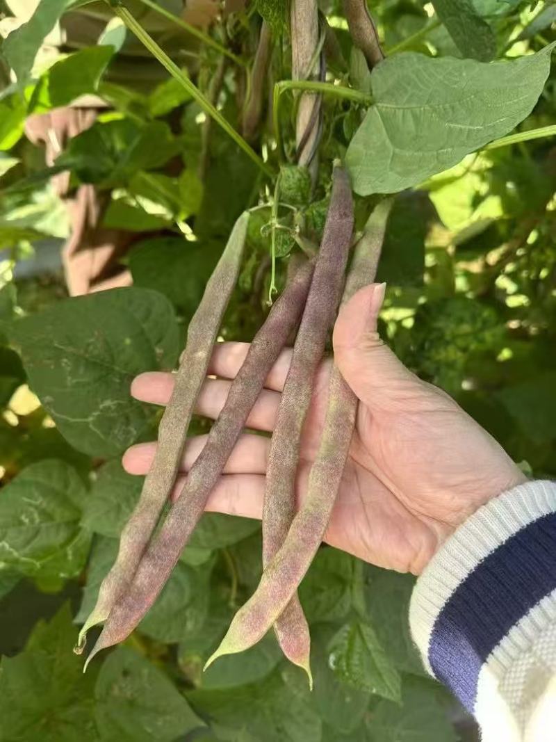 云冠九粒红紫芸架豆种子蔓生荚嫩无纤维肉厚抗病强产量高春秋