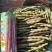 云冠九粒红紫芸架豆种子蔓生荚嫩无纤维肉厚抗病强产量高春秋