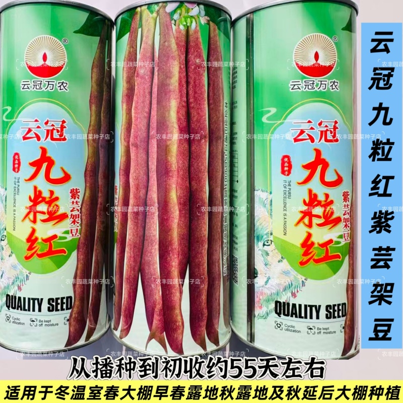 云冠九粒红紫芸架豆种子蔓生荚嫩无纤维肉厚抗病强产量高春秋