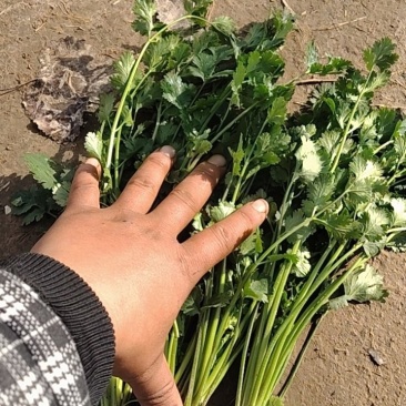 精品小叶香菜，铁杆青