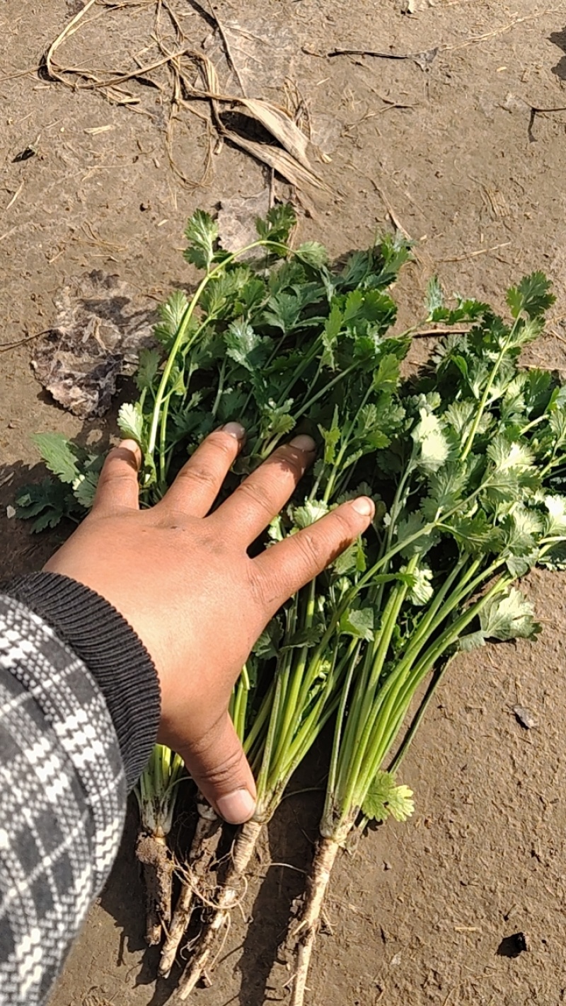 精品小叶香菜，铁杆青