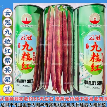 云冠九粒红紫芸架豆种子蔓生荚嫩无纤维肉厚抗病强产量高春秋