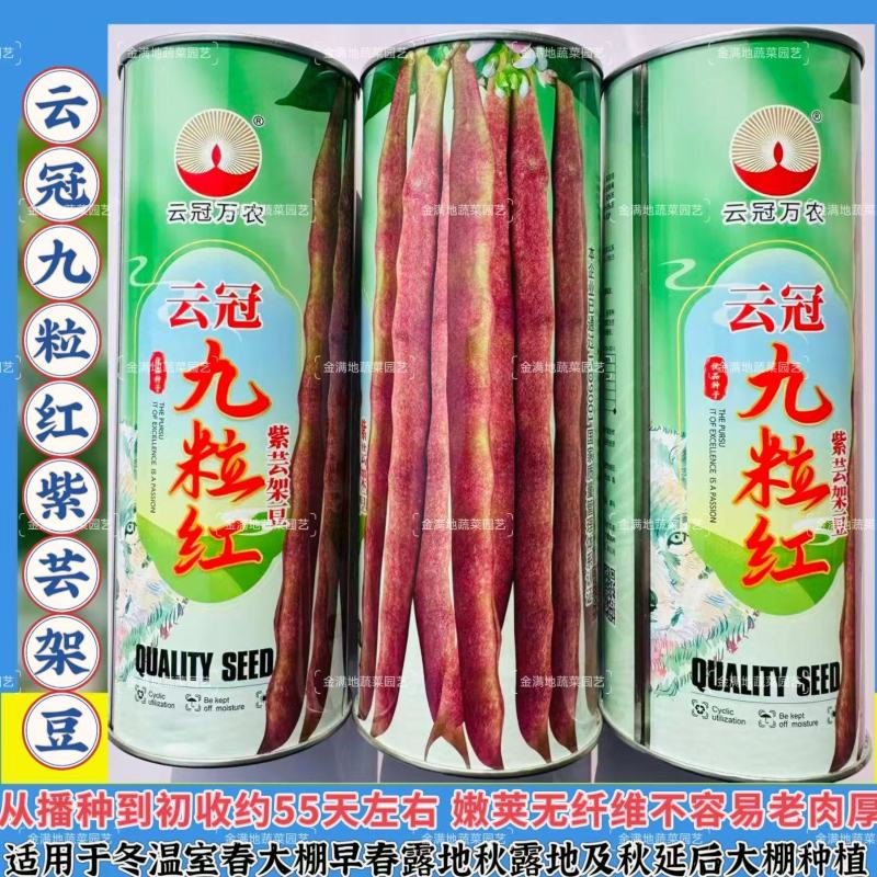 云冠九粒红紫芸架豆种子蔓生荚嫩无纤维肉厚抗病强产量高春秋