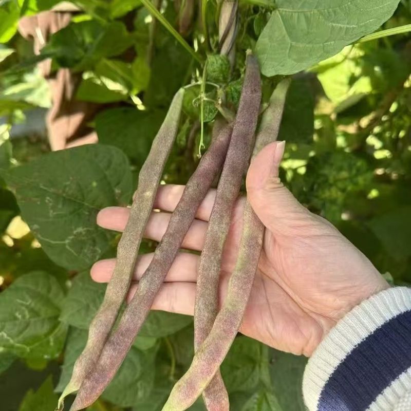 云冠九粒红紫芸架豆种子蔓生荚嫩无纤维肉厚抗病强产量高春秋