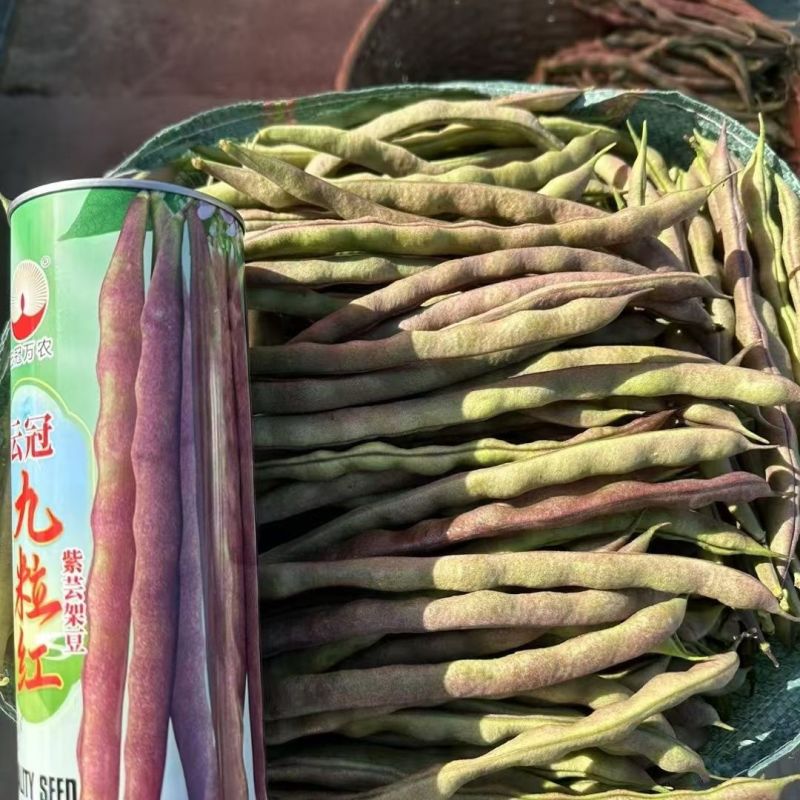 云冠九粒红紫芸架豆种子蔓生荚嫩无纤维肉厚抗病强产量高春秋