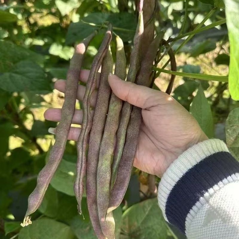 云冠九粒红紫芸架豆种子蔓生荚嫩无纤维肉厚抗病强产量高春秋
