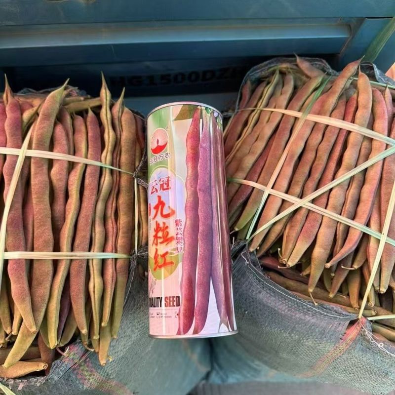 云冠九粒红紫芸架豆种子蔓生荚嫩无纤维肉厚抗病强产量高春秋