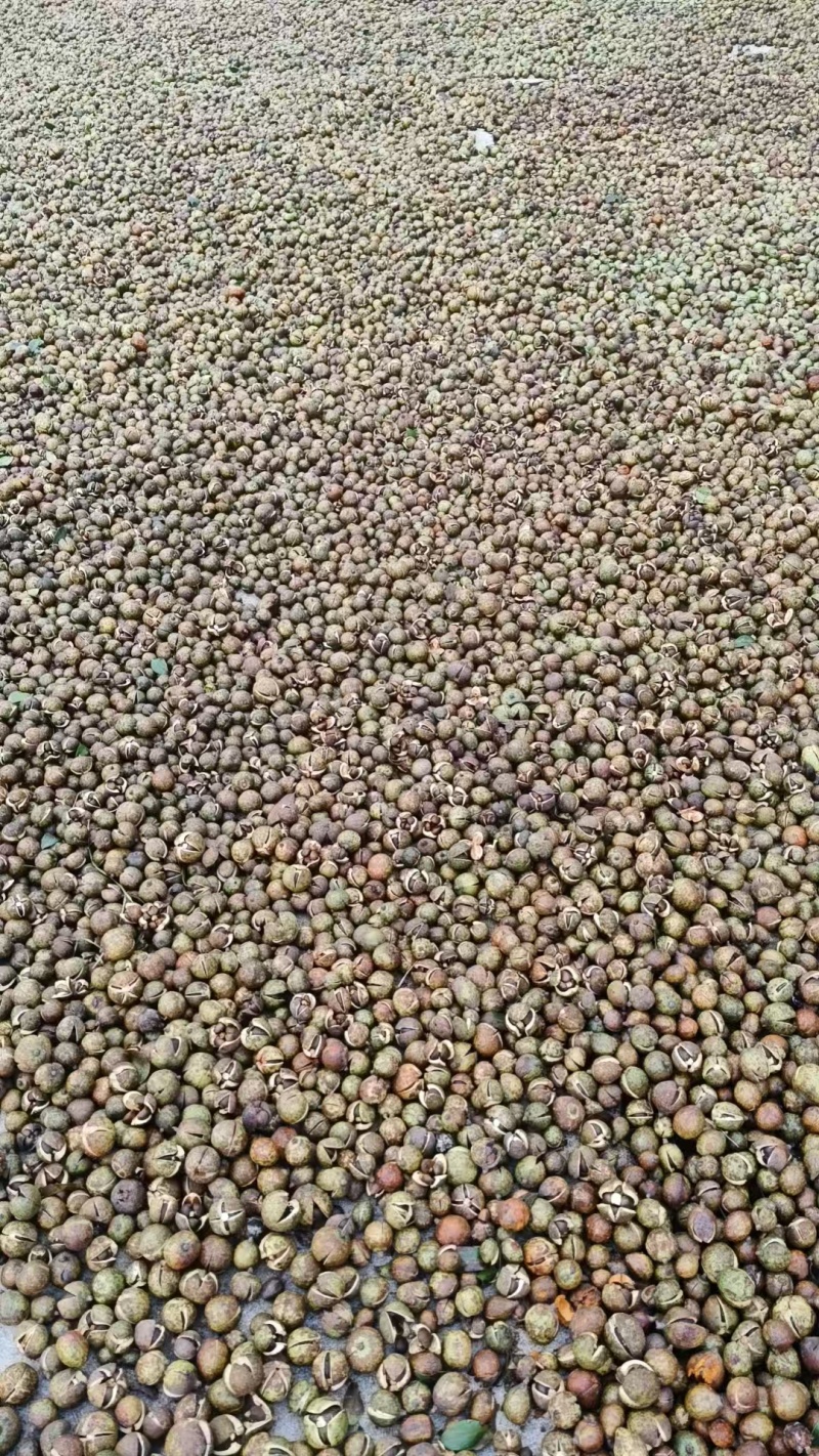 皖南山区高山山茶籽油茶籽出油率高保质保量对接全国