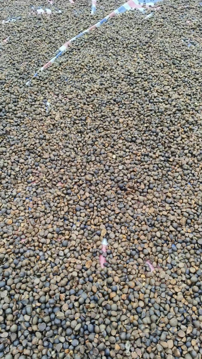皖南山区高山山茶籽油茶籽出油率高保质保量对接全国