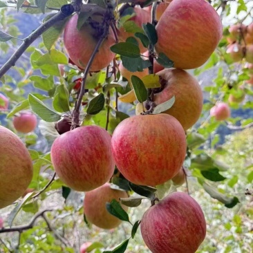 糖心苹果
