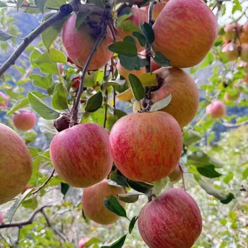 糖心苹果