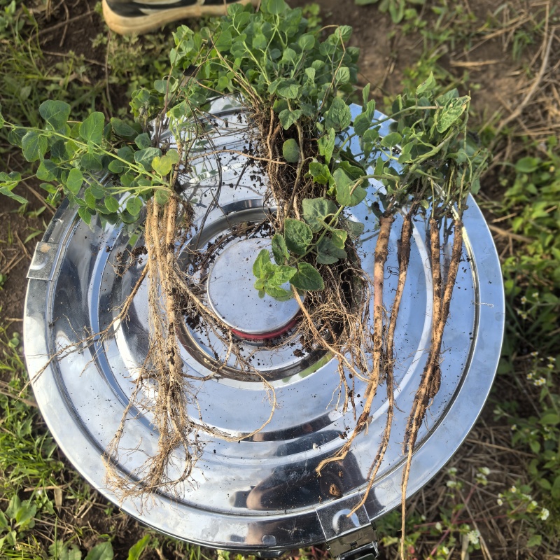 白条党参苗
