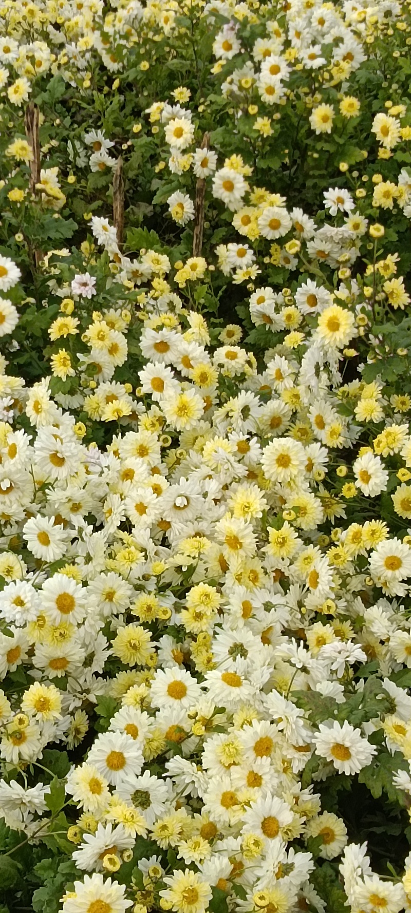 杭白菊