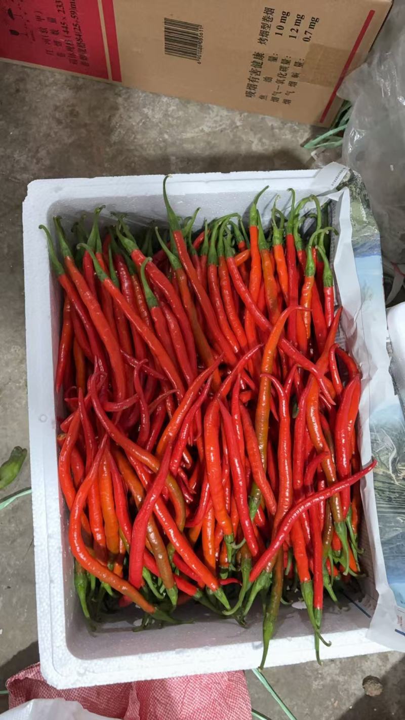 青线椒、红线椒
