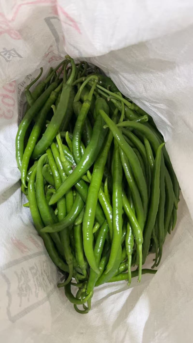 青线椒、红线椒