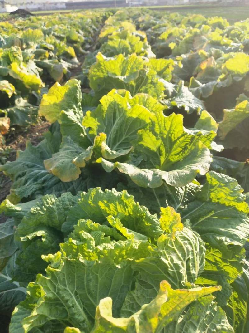 河北白菜北京3号白菜北京三号货源充足量大从优联