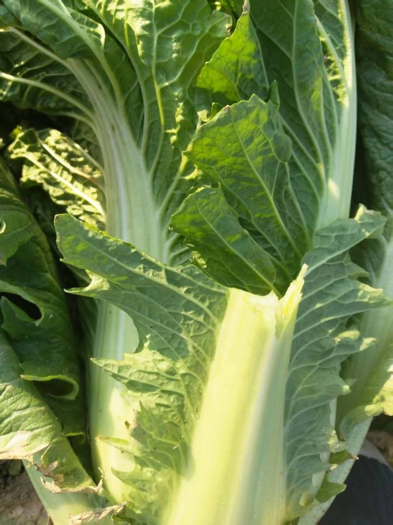 河北白菜北京3号白菜北京三号货源充足量大从优联