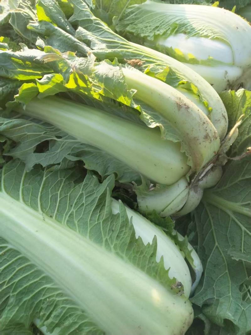 河北白菜北京3号白菜北京三号货源充足量大从优联