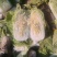 河北白菜北京3号白菜北京三号货源充足量大从优联