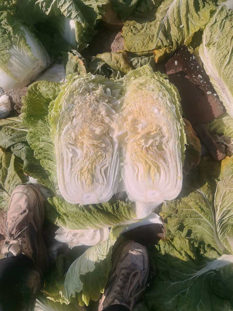 河北白菜北京3号白菜北京三号货源充足量大从优联