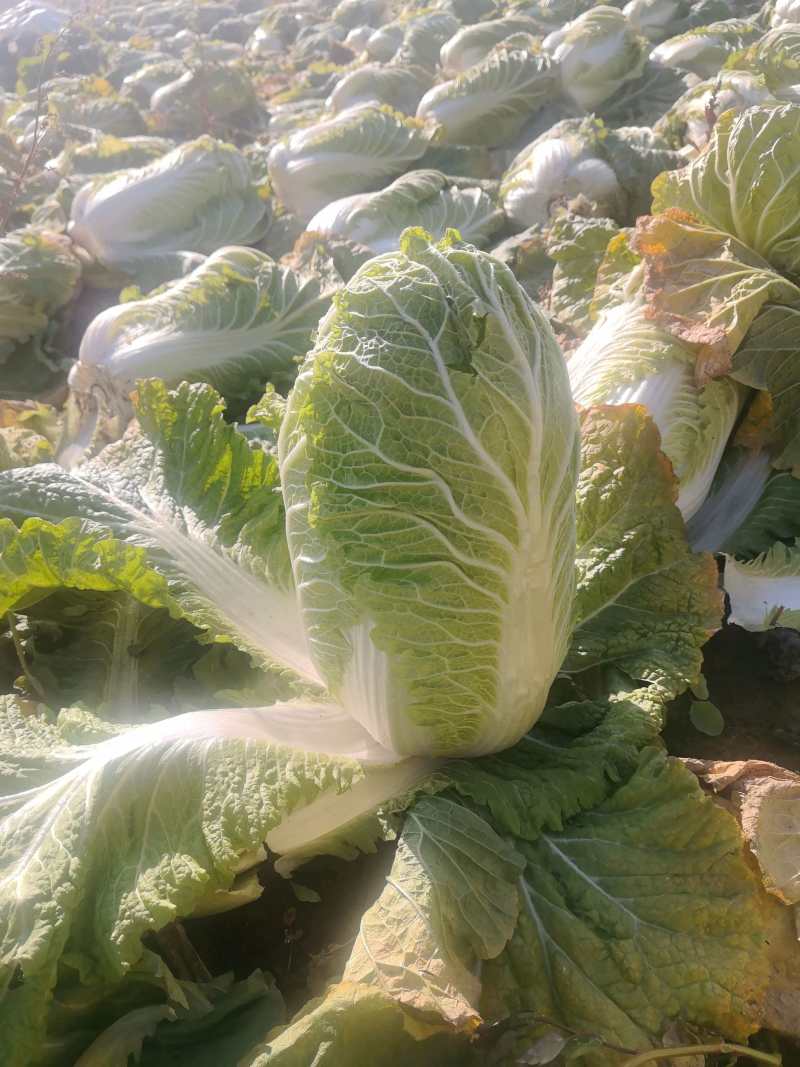 河北白菜北京3号白菜北京三号货源充足量大从优联