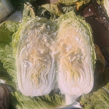 河北白菜北京3号白菜北京三号货源充足量大从优联