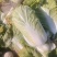 河北白菜北京3号白菜北京三号货源充足量大从优联