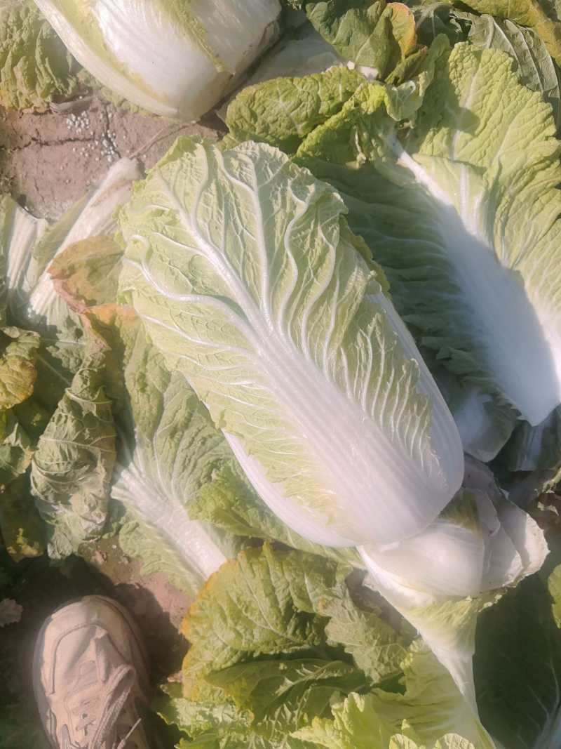河北白菜北京3号白菜北京三号货源充足量大从优联